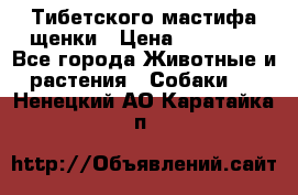  Тибетского мастифа щенки › Цена ­ 10 000 - Все города Животные и растения » Собаки   . Ненецкий АО,Каратайка п.